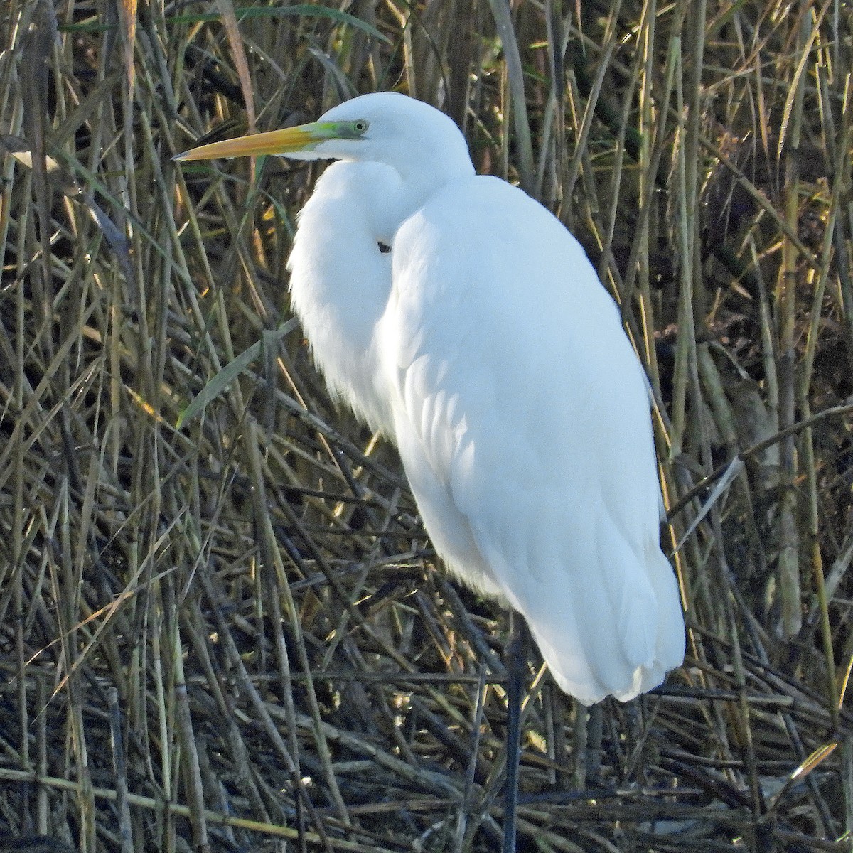 Great Egret - ML644809845