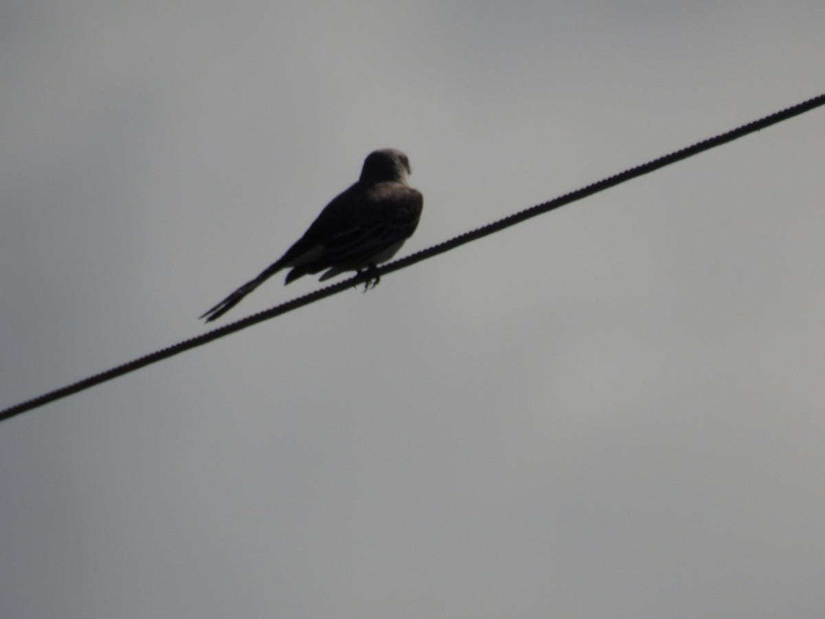 Tijereta Rosada - ML644809846