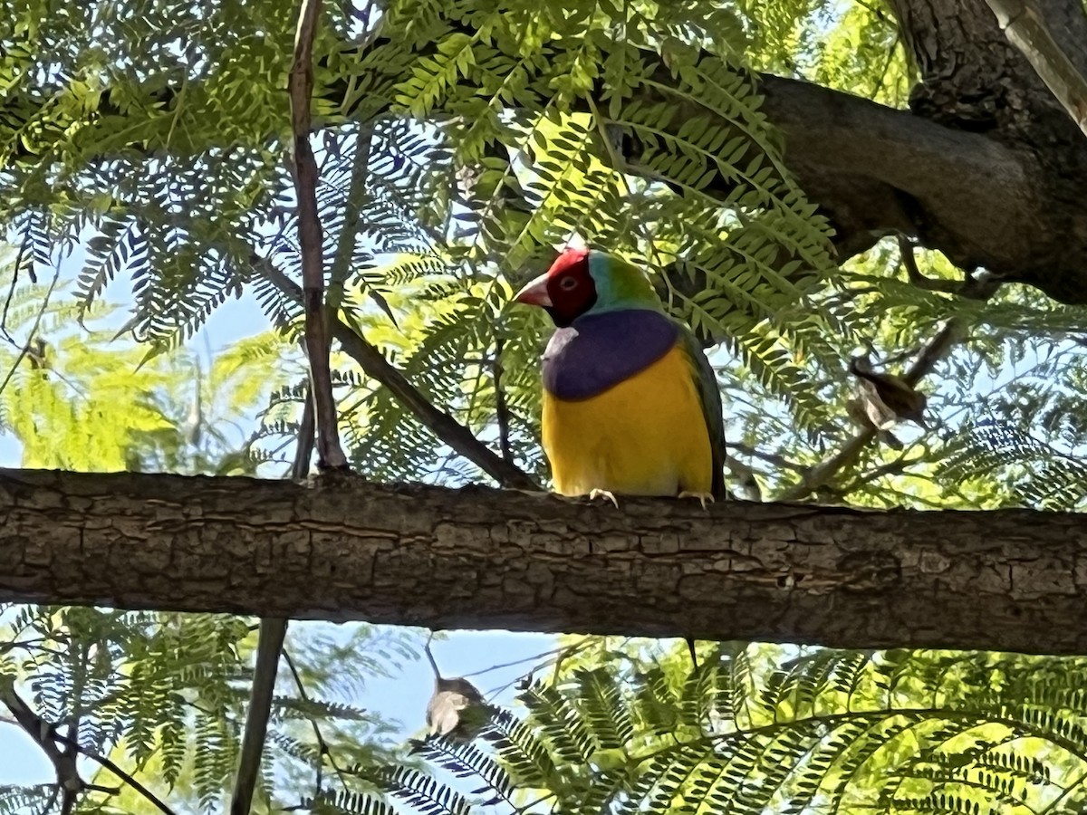 コキンチョウ - ML644809851