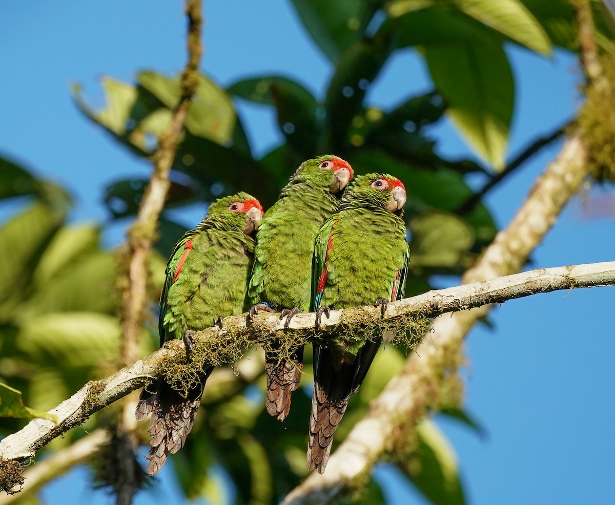 El Oro Parakeet - ML644809852