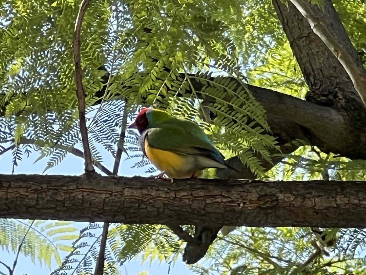 コキンチョウ - ML644809853