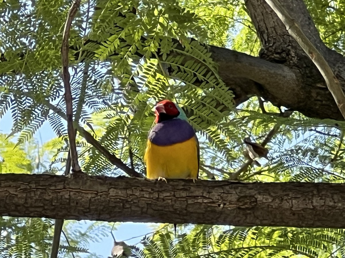 コキンチョウ - ML644809854