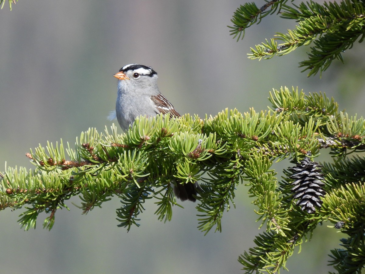 White-crowned Sparrow - ML644809880
