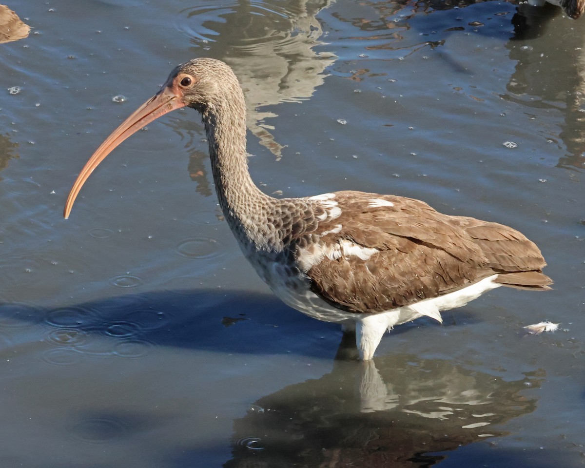 ibis bílý - ML644809891