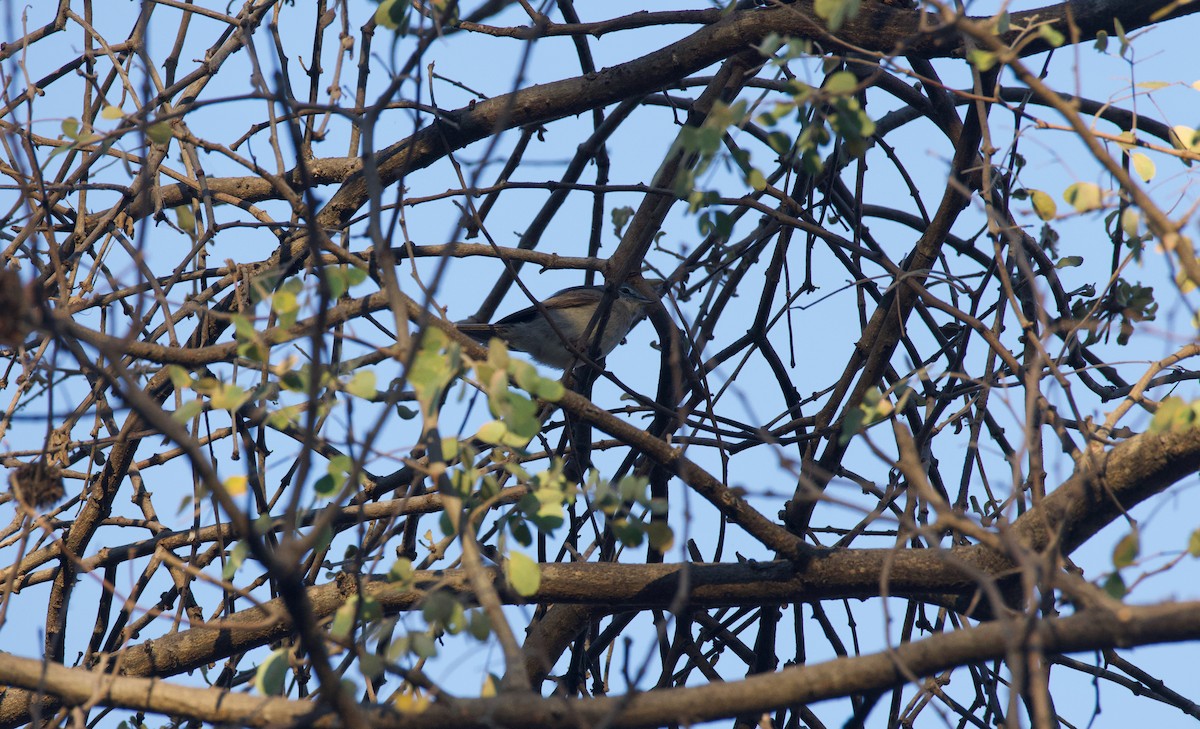 Ashy Flycatcher - ML644809904