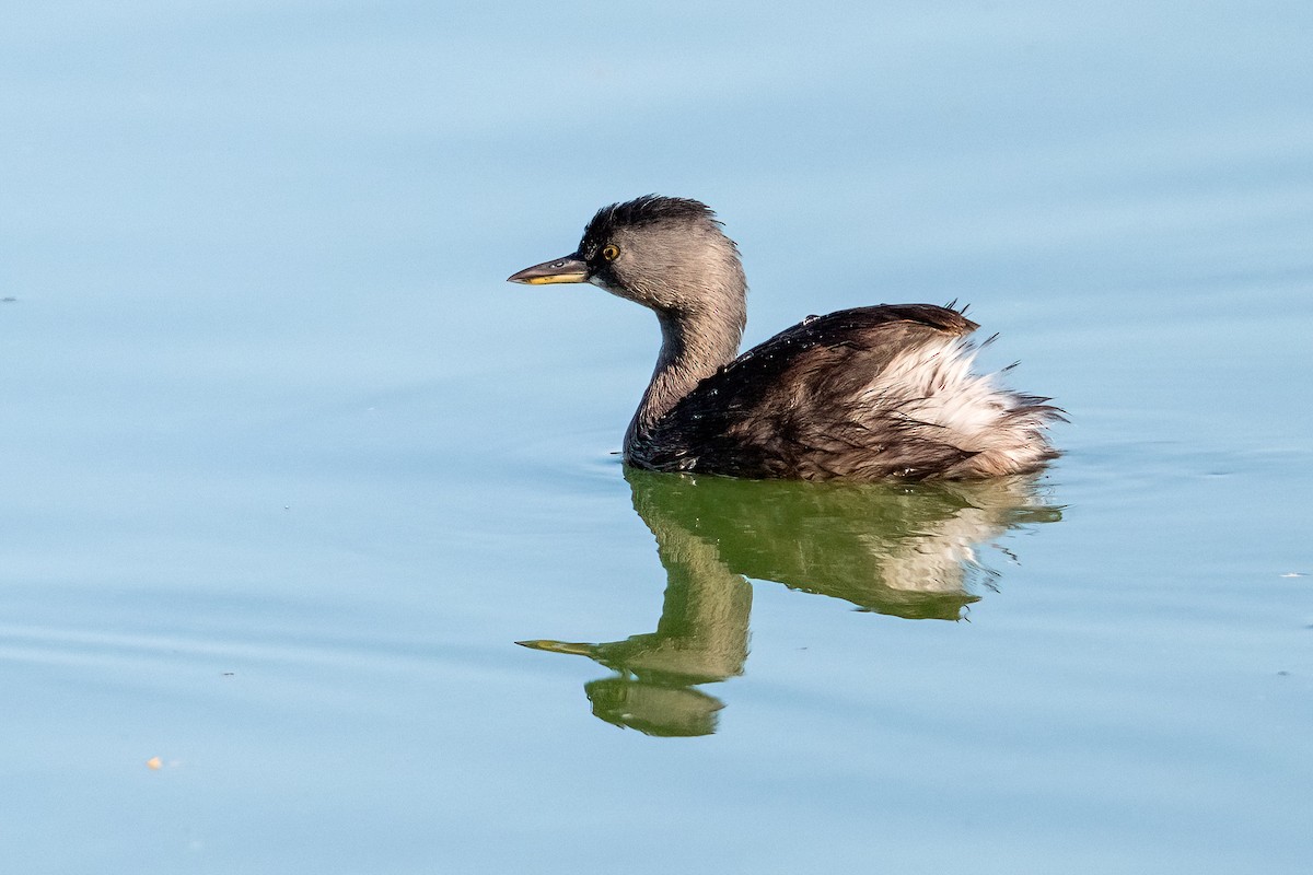 Least Grebe - ML644809909