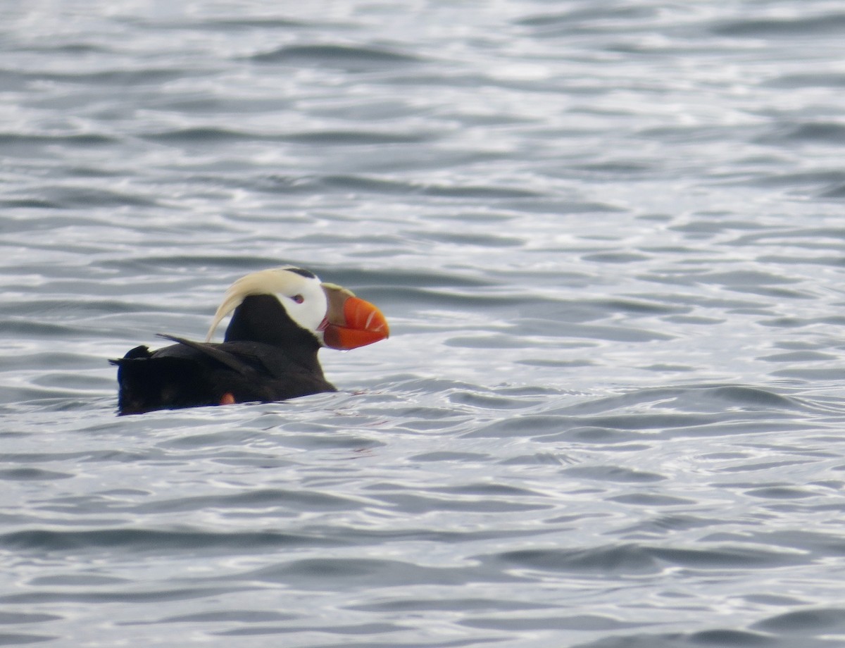 Tufted Puffin - ML644809912