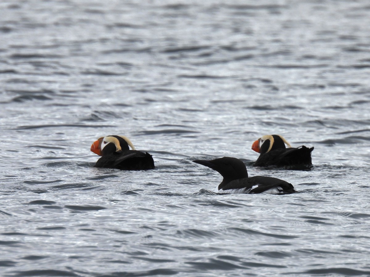 Tufted Puffin - ML644809913