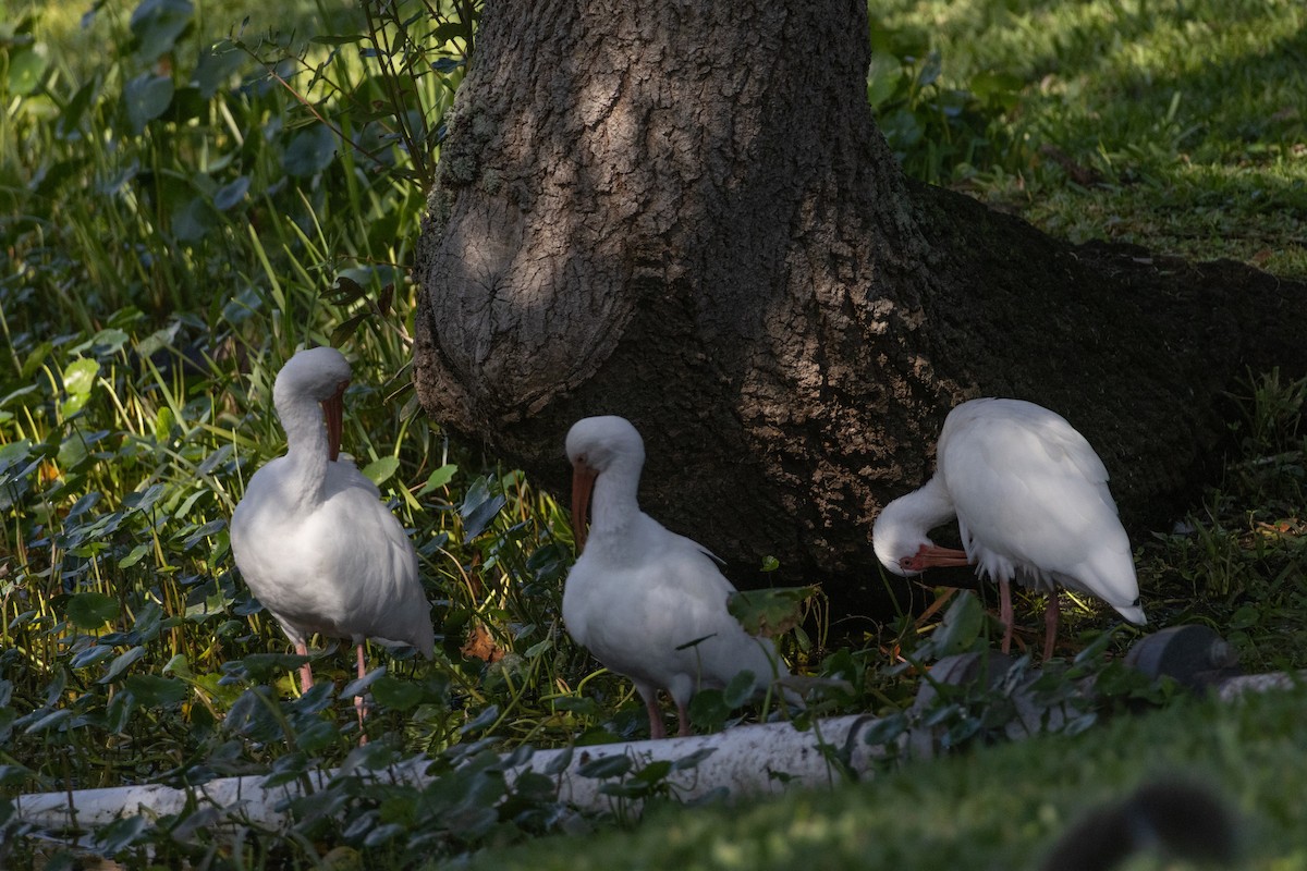 ibis bílý - ML644809916