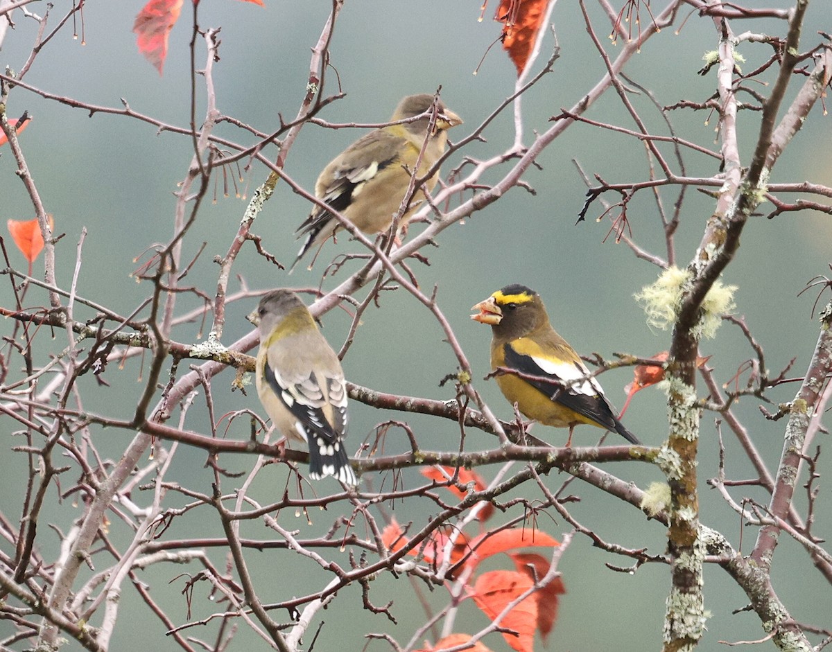 Evening Grosbeak - ML644809920