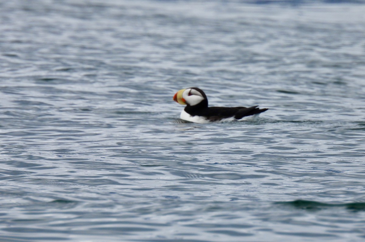 Horned Puffin - ML644809925
