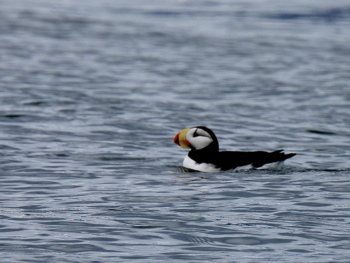 Horned Puffin - ML644809926