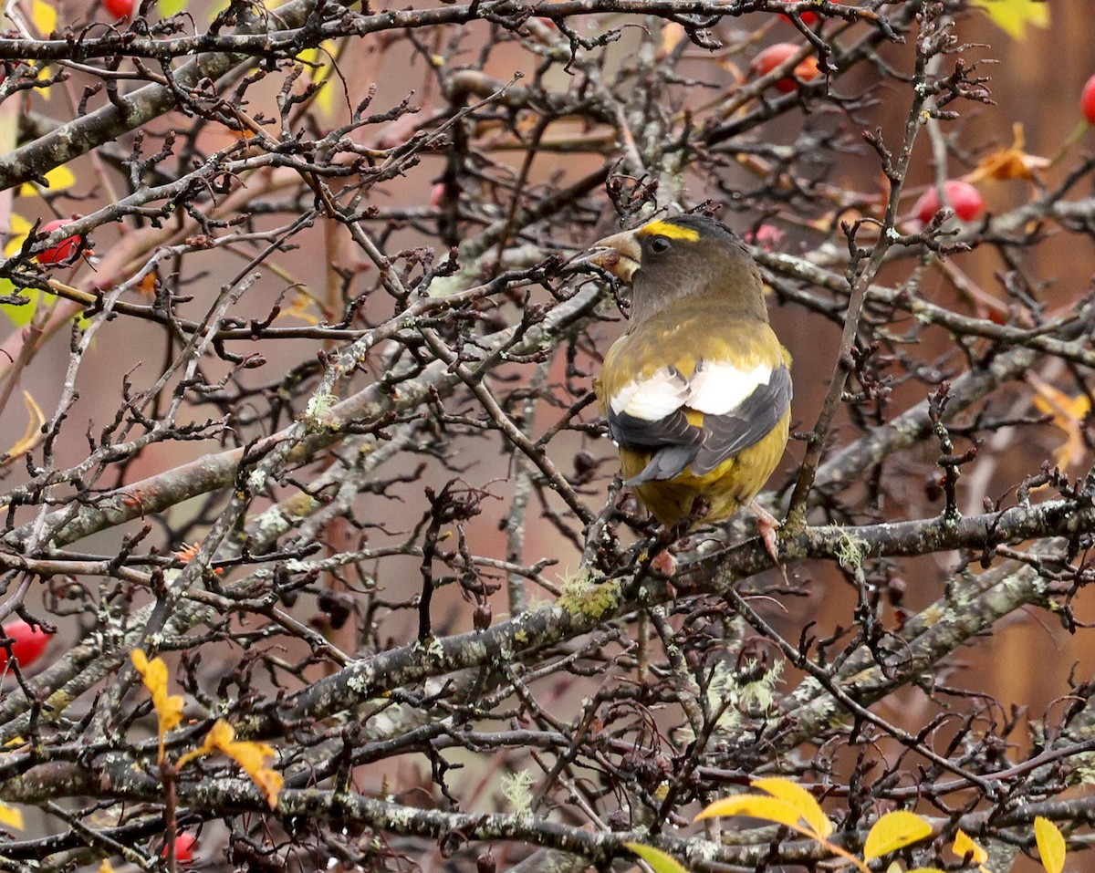 Evening Grosbeak - ML644809927