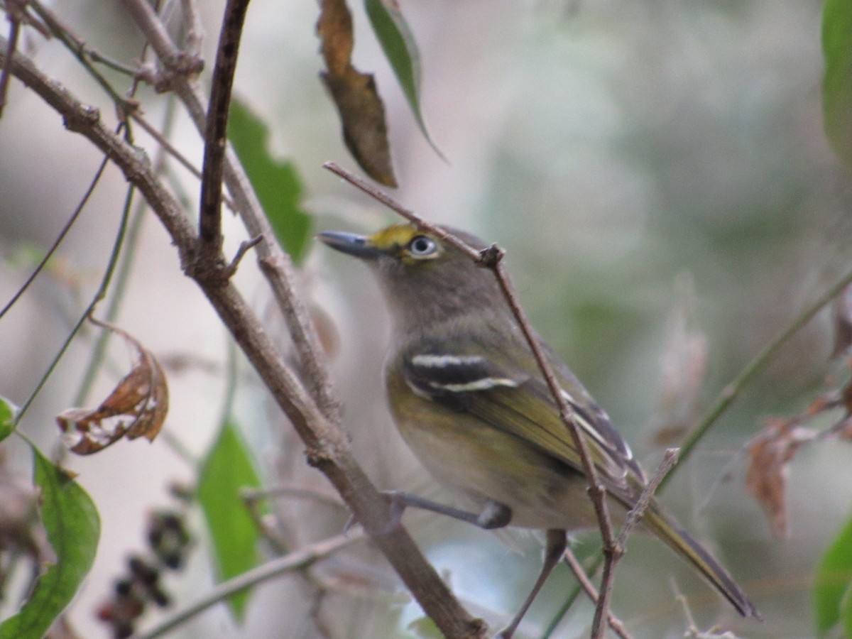 ויראו לבן-עין - ML644809928