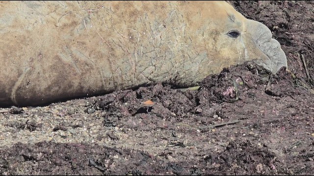 Austral Negrito - ML644809934