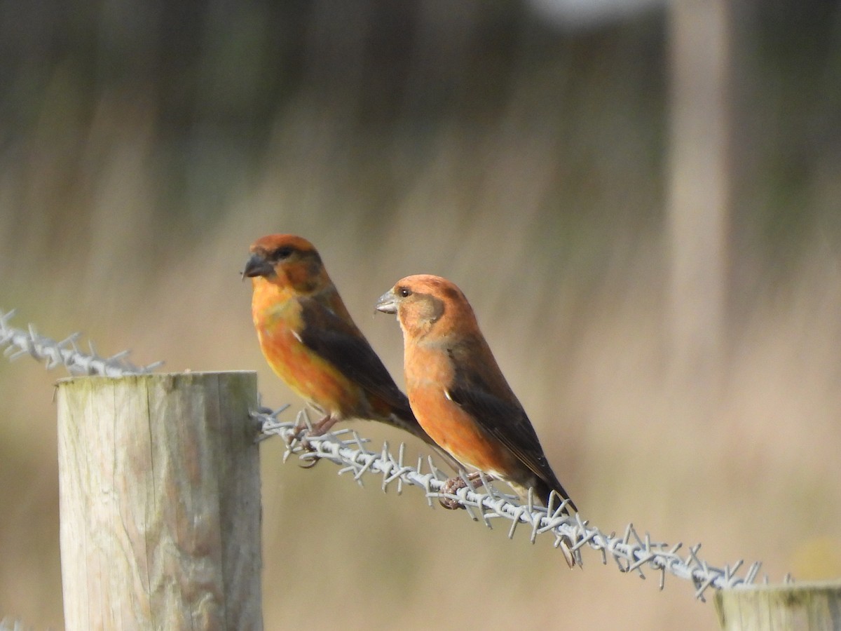 Red Crossbill - ML644809941