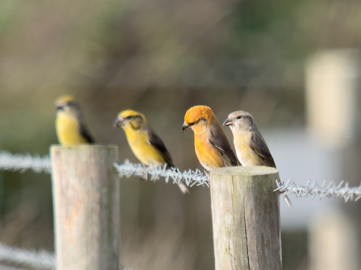 Red Crossbill - ML644809942