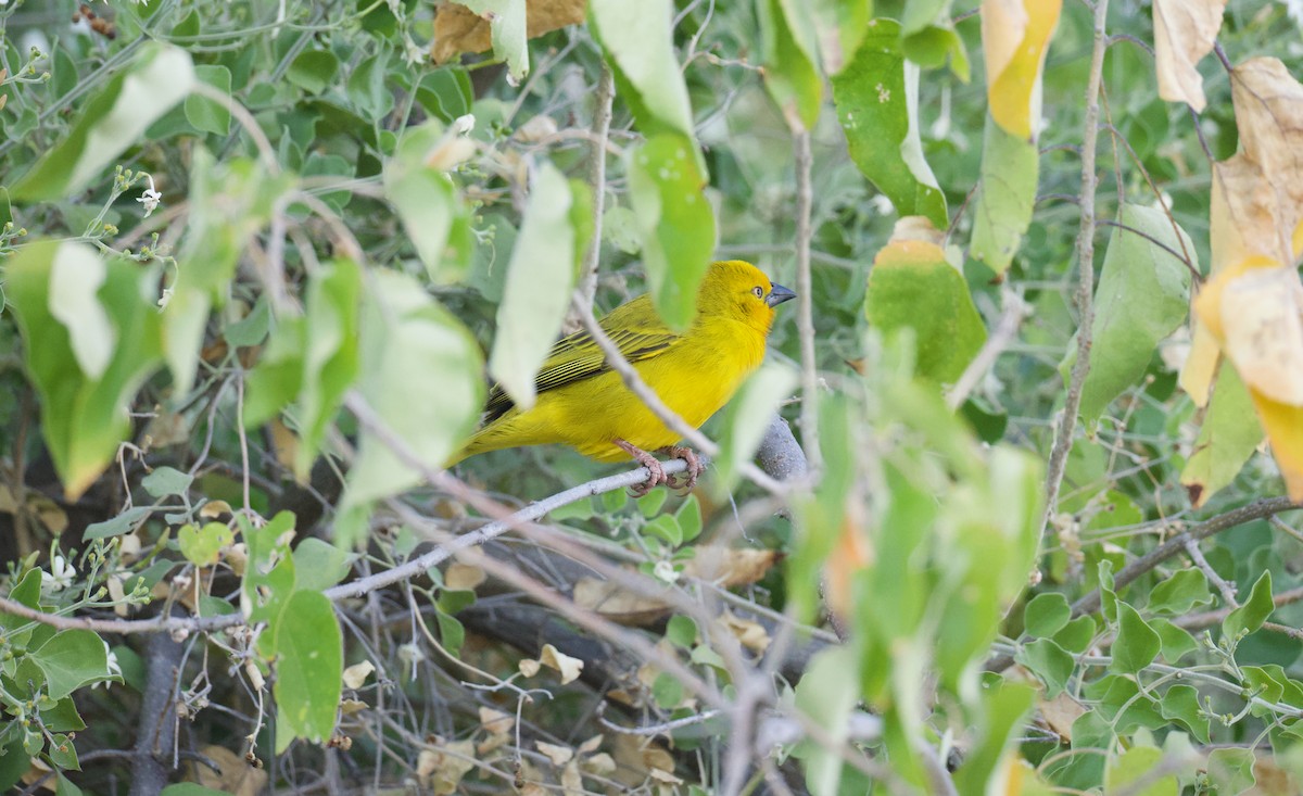 Holub's Golden-Weaver - ML644809946