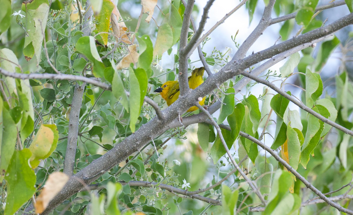 Holub's Golden-Weaver - ML644809947
