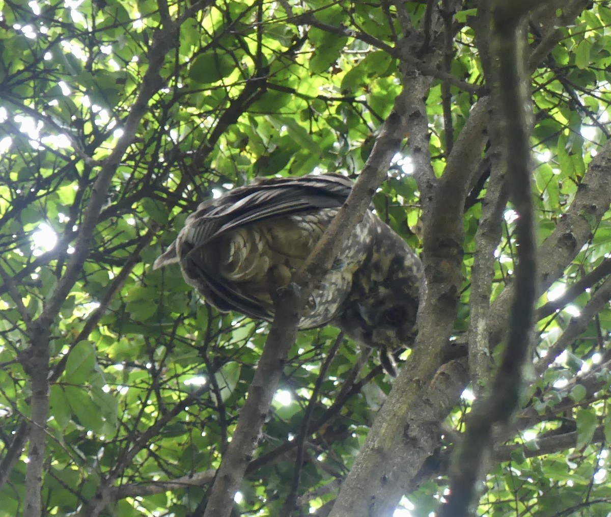 Stygian Owl - ML644809964