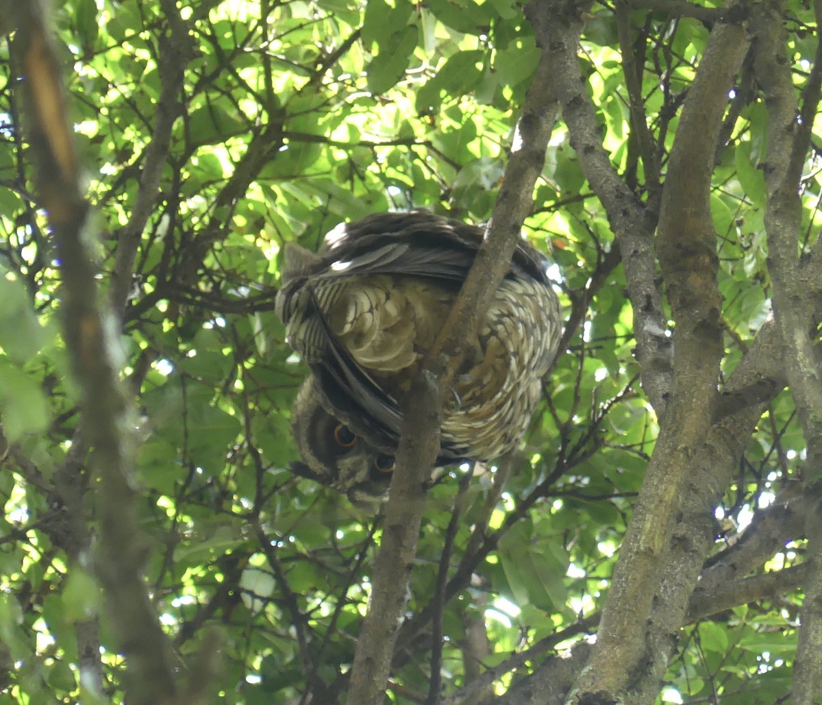 Stygian Owl - ML644809965