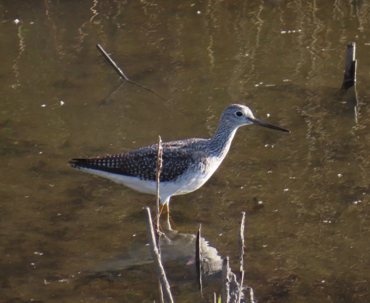 Greater Yellowlegs - ML644809969
