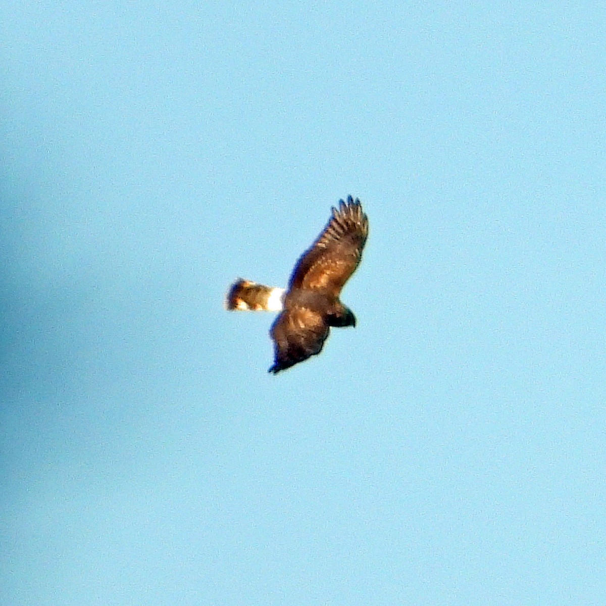 Common Buzzard - ML644809972