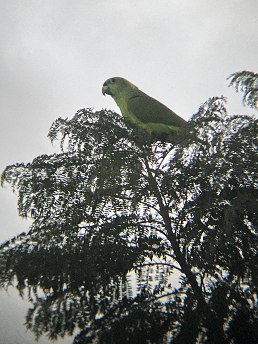 Yellow-naped Amazon - ML644809974