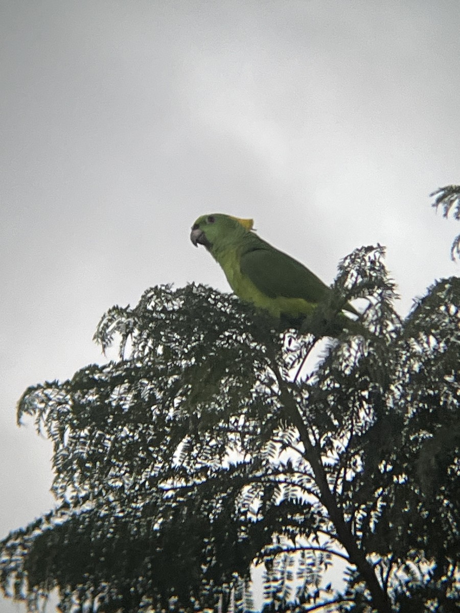 Yellow-naped Amazon - ML644809975