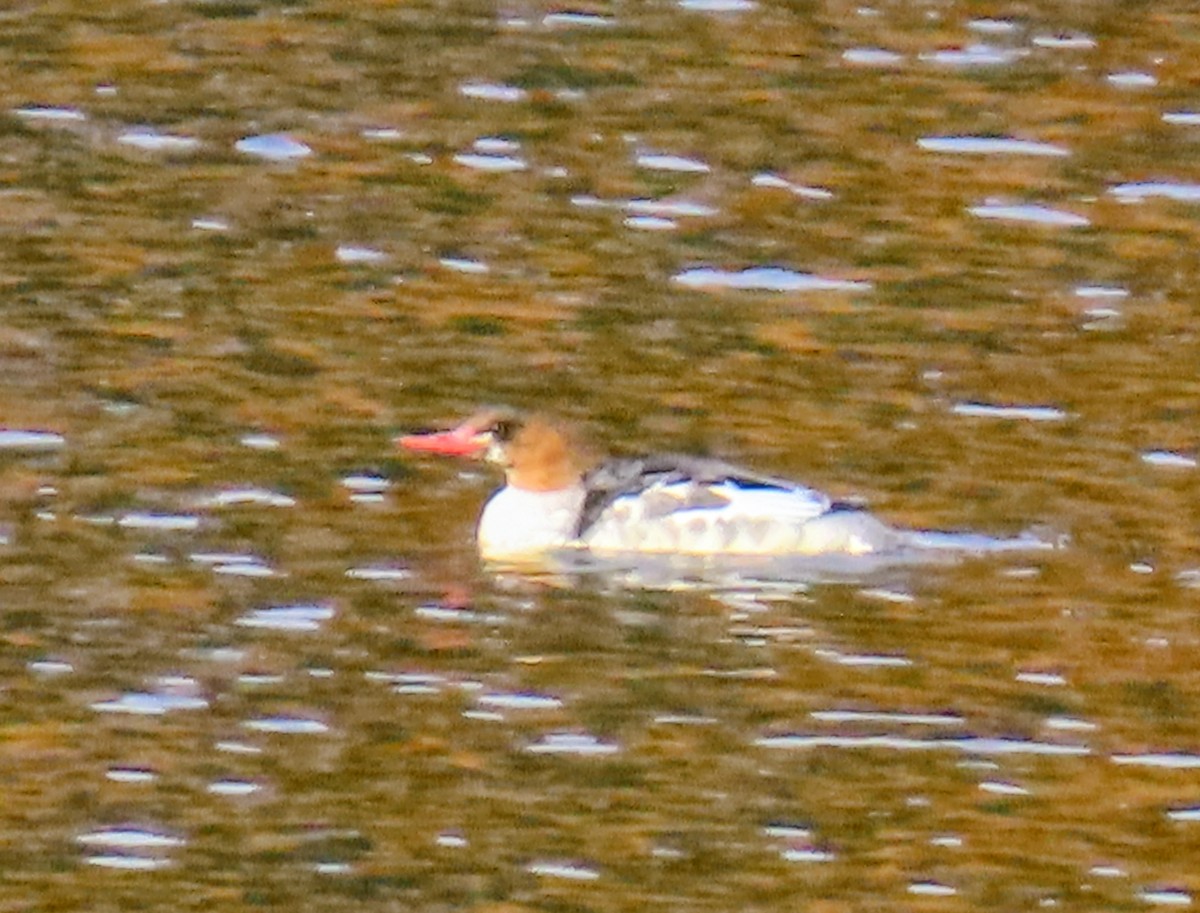 Common Merganser - ML644809988