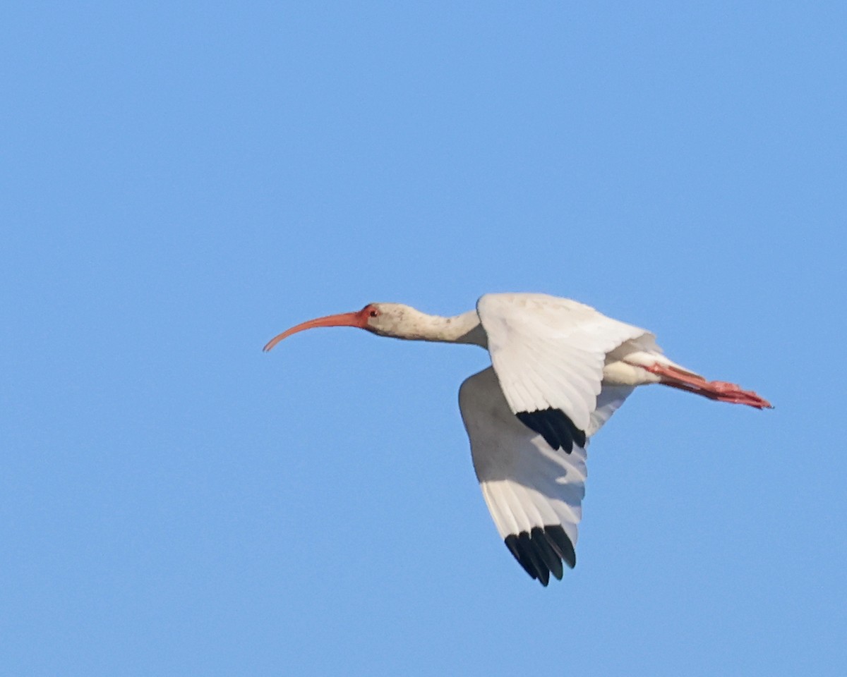 ibis bílý - ML644809994