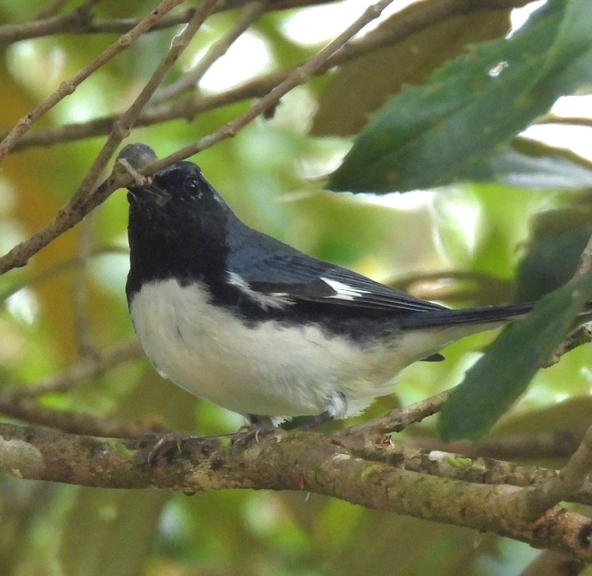 Black-throated Blue Warbler - ML644810014