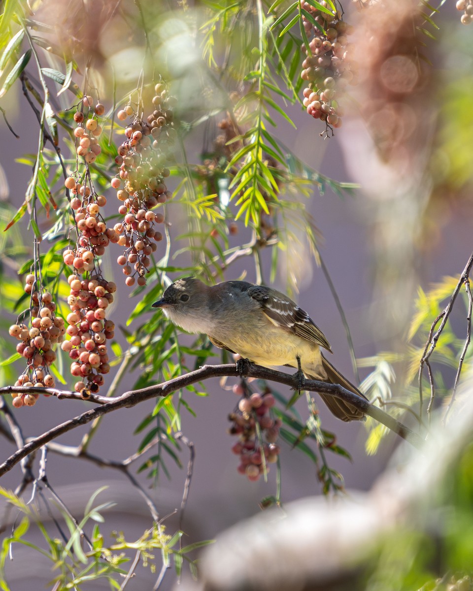 Large Elaenia - ML644810018