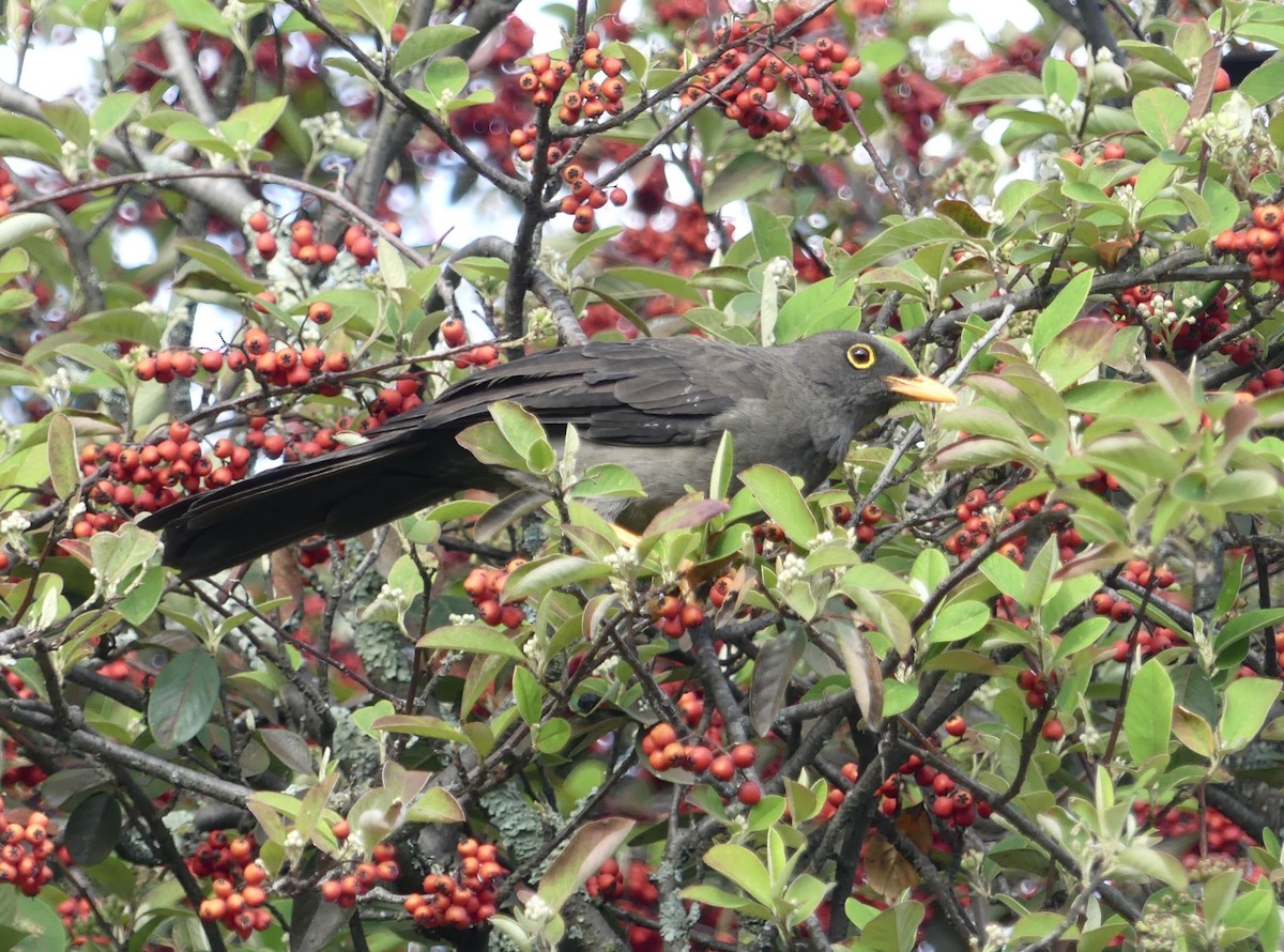 Great Thrush - ML644810032