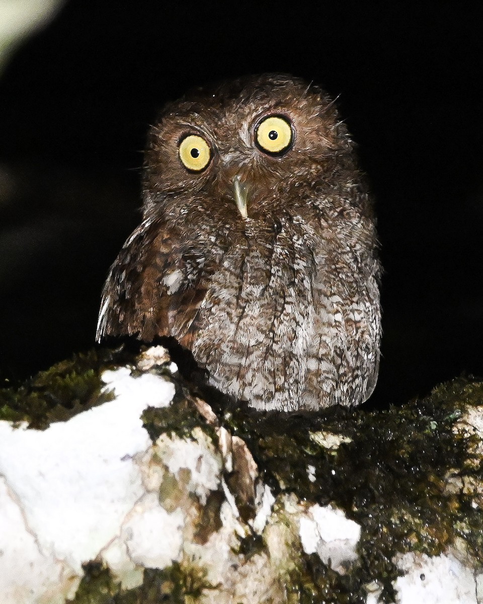 Choco Screech-Owl - ML644810037