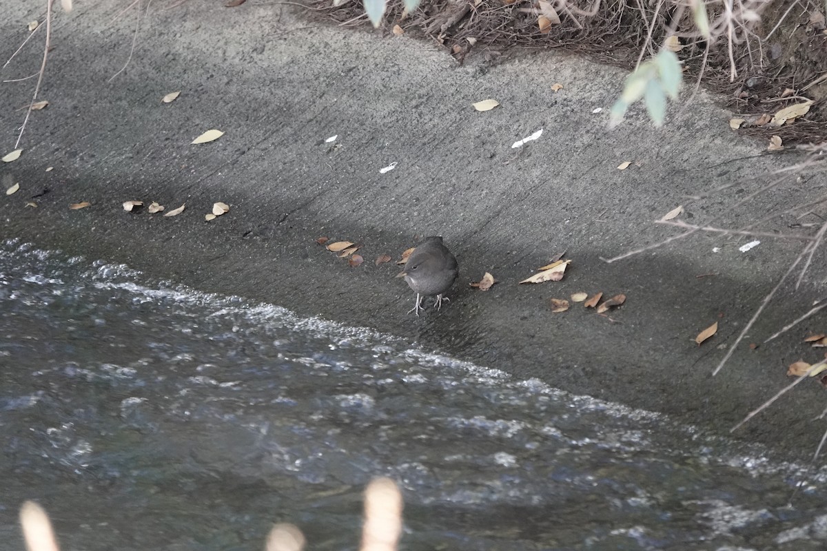 American Dipper - ML644810041