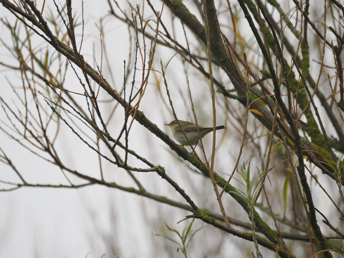 Willow Warbler - ML644810052