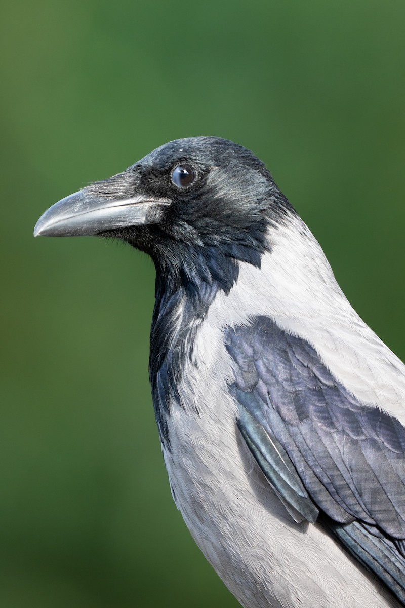 Leş Kargası - ML644810056