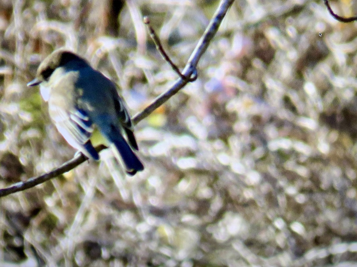 Eastern Phoebe - ML644810065