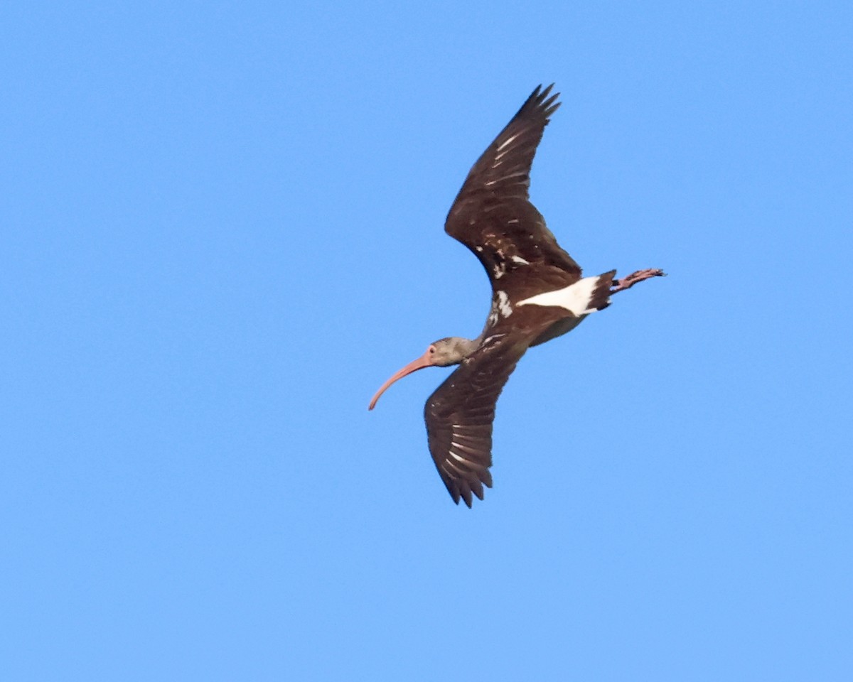 ibis bílý - ML644810076