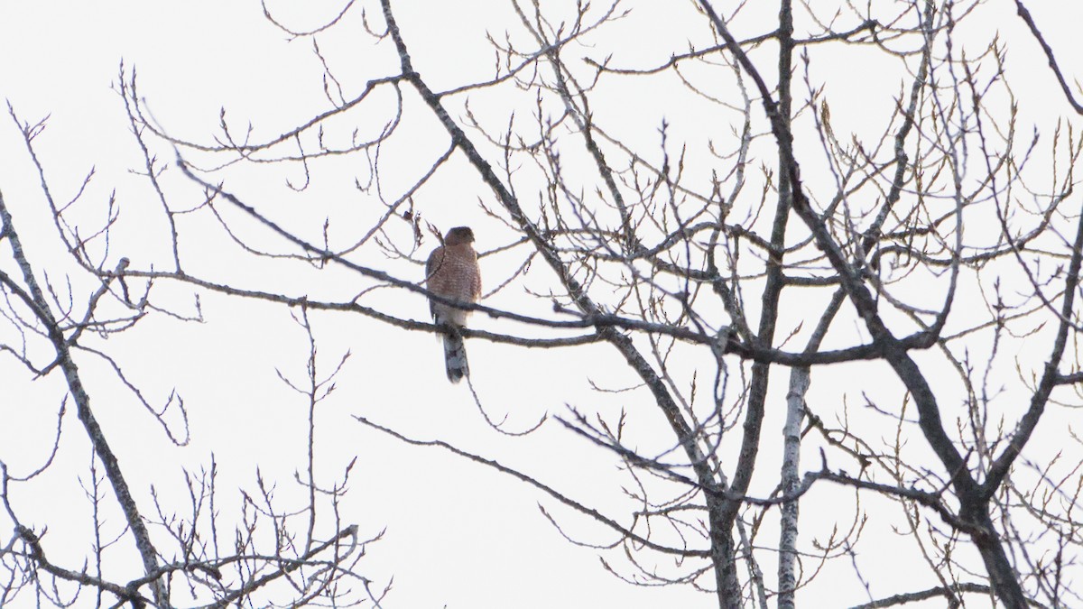 Cooper's Hawk - ML644810077