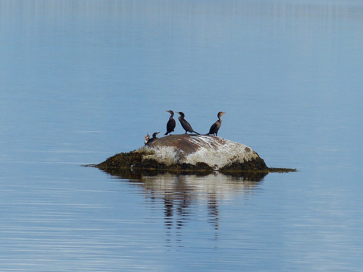 Double-crested Cormorant - ML644810078