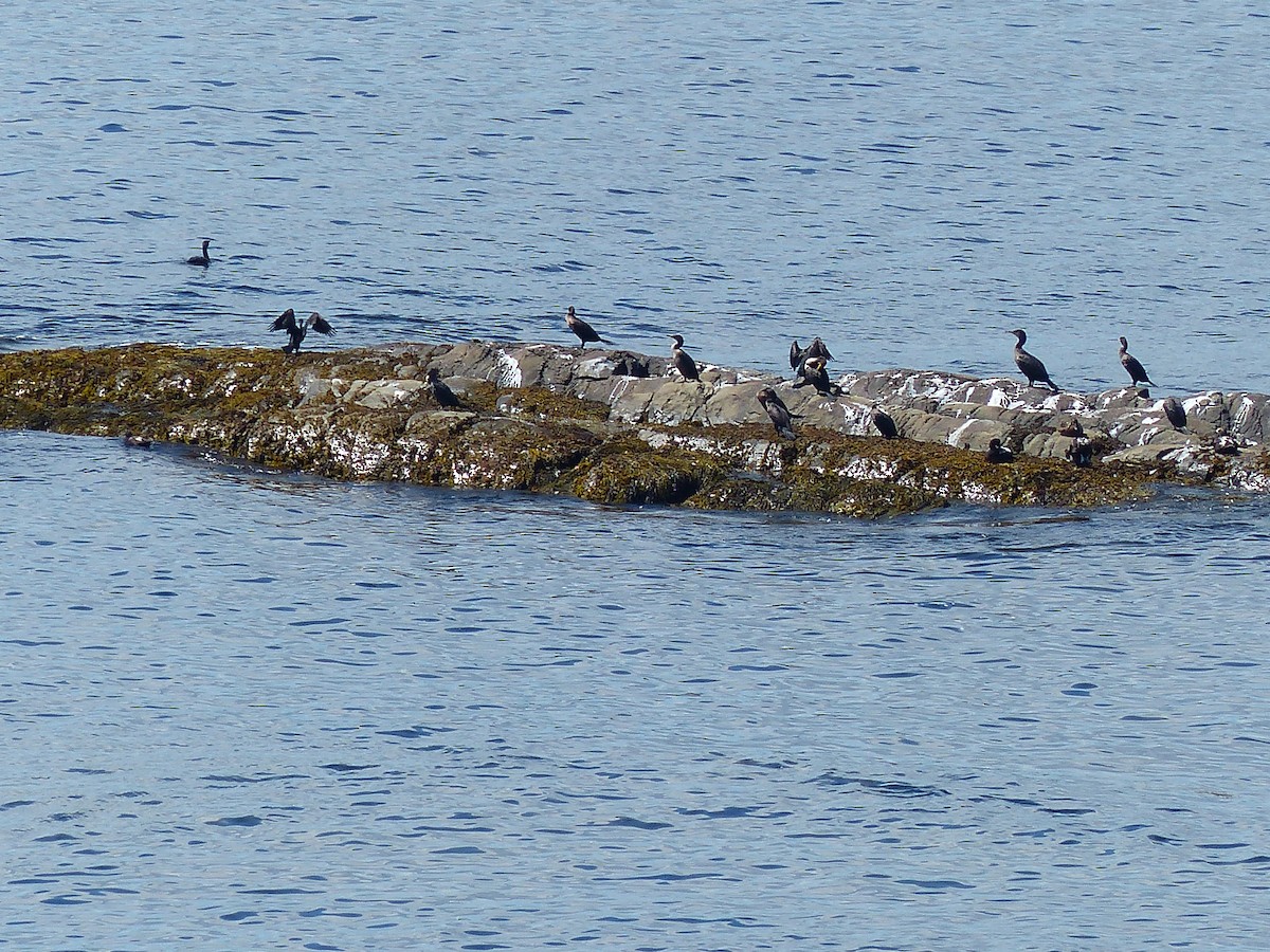 Double-crested Cormorant - ML644810079
