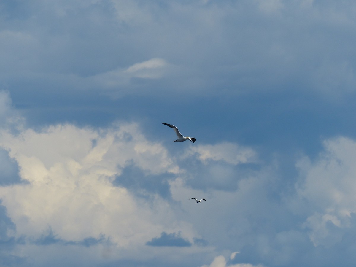 Northern Gannet - ML644810083