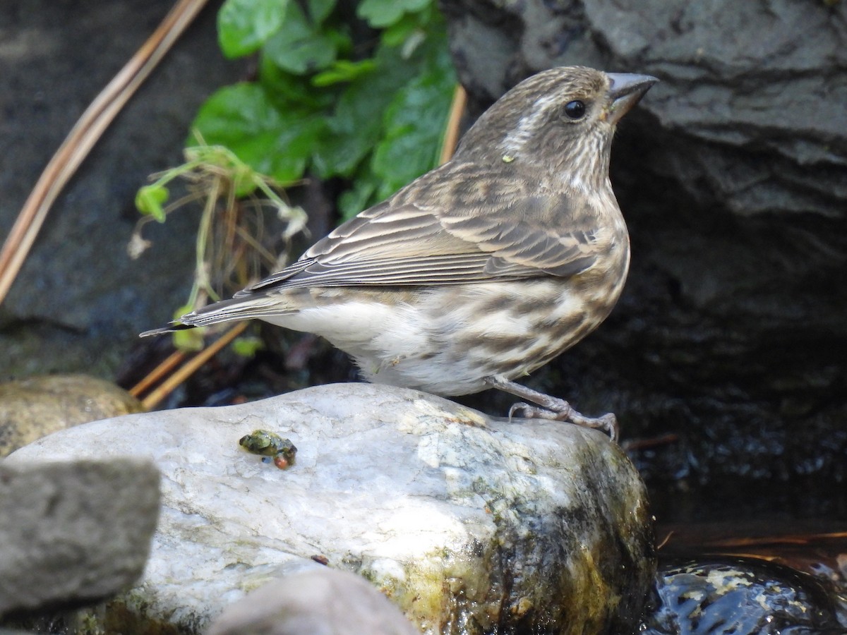 Purple Finch - ML644810085