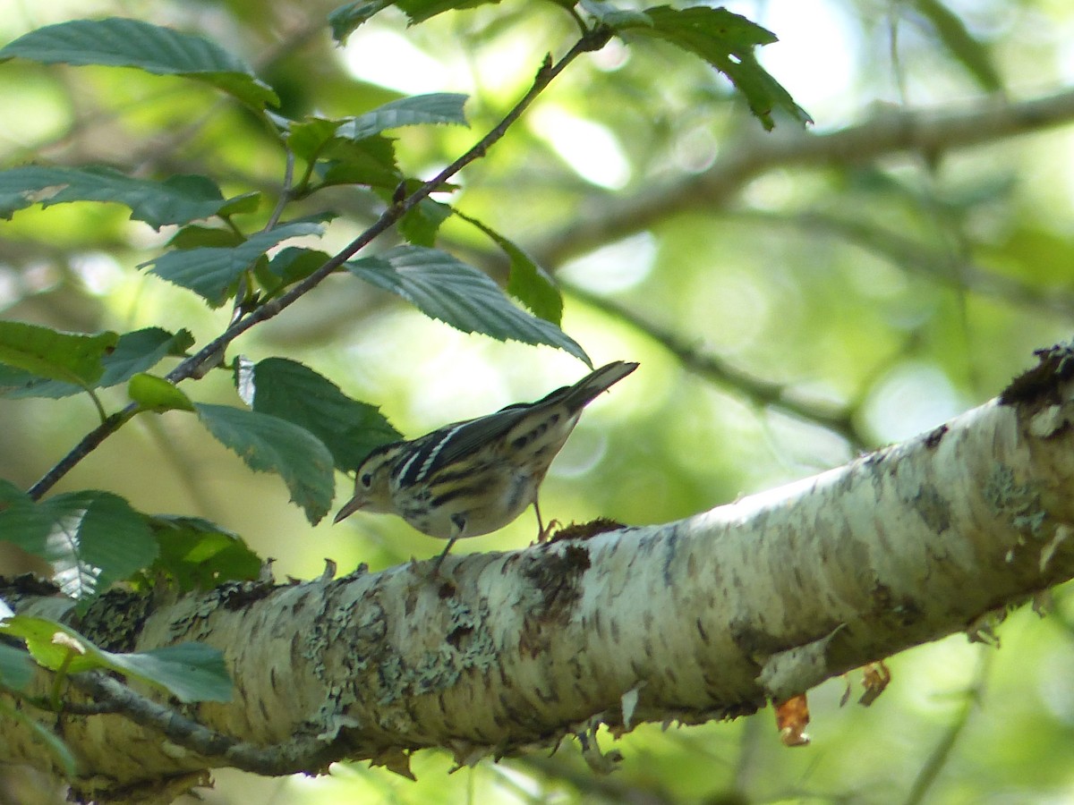 Black-and-white Warbler - ML644810086