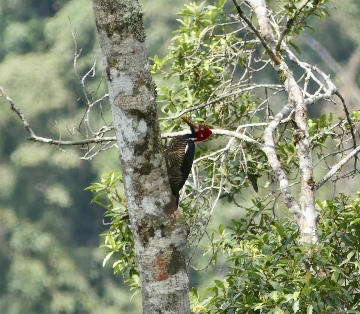 Crimson-crested Woodpecker - ML644810087