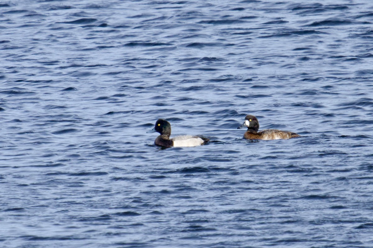 Greater Scaup - ML644810093