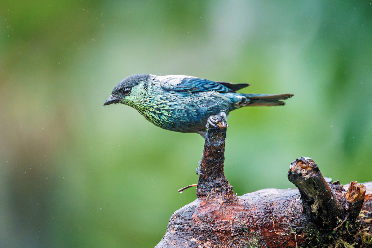 Black-capped Tanager - ML644810096