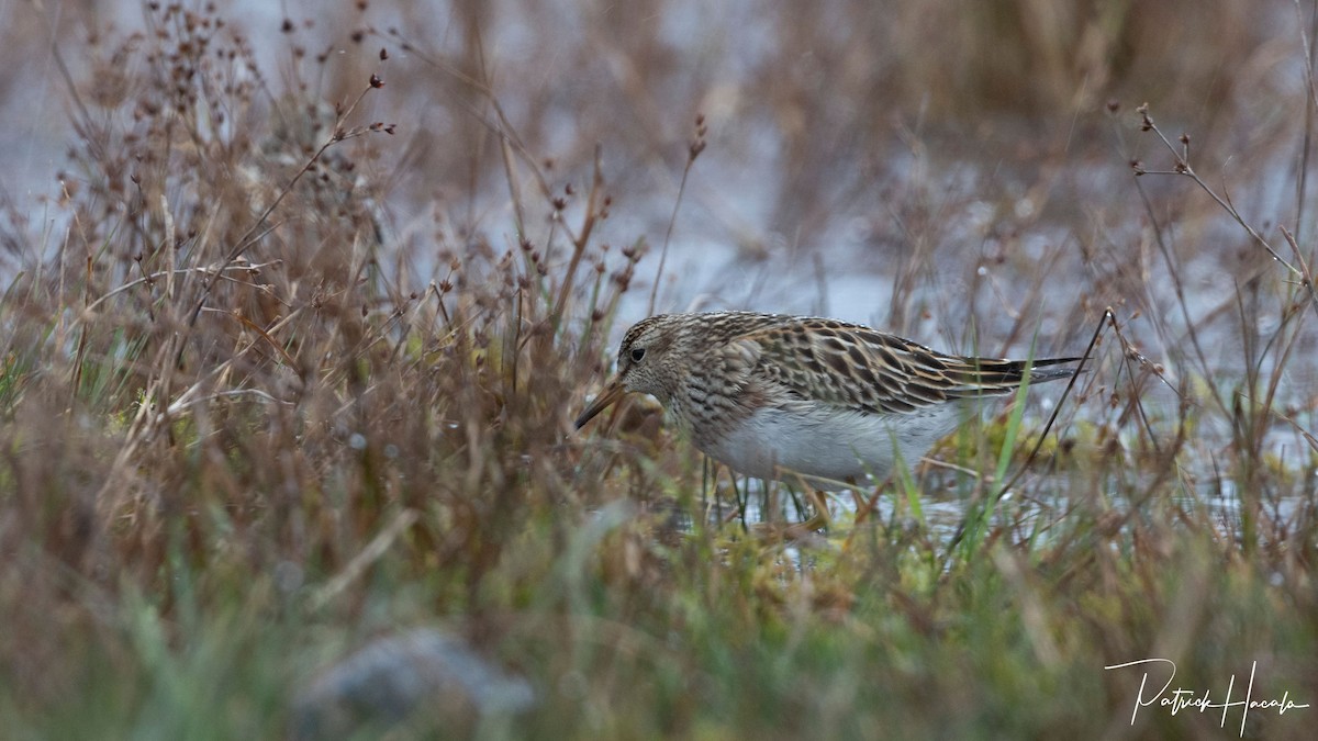 Pectoral Sandpiper - ML644810099